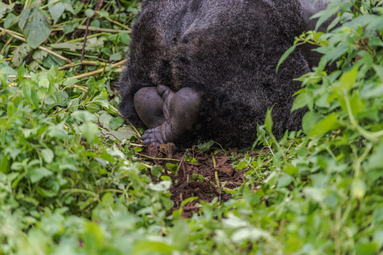 Berggorilla-Füsse, Fotoreise Kongo