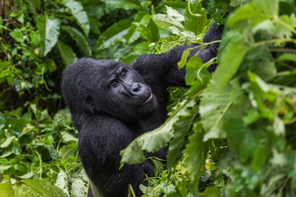 Berggorilla, Afrika, Fotoreise Uganda