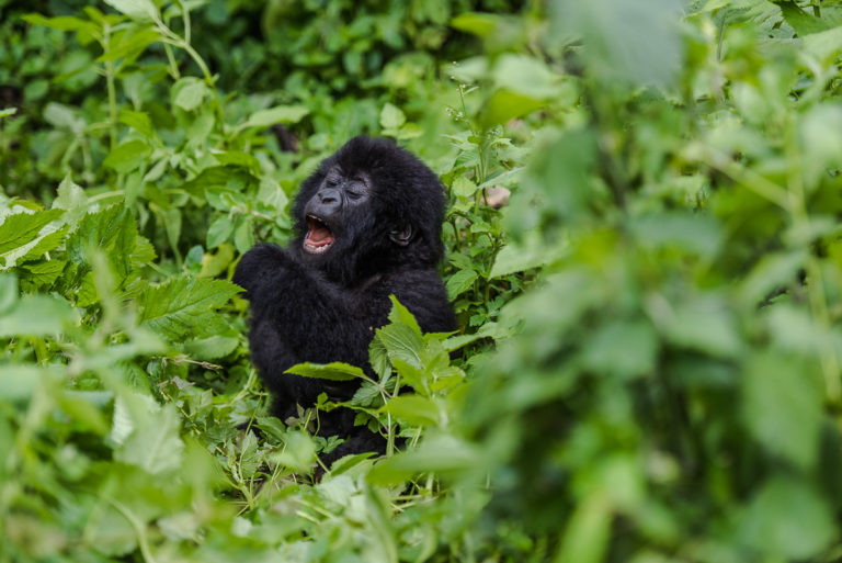 Berggorilla-Baby, Freude am Leben, Fotoreise Uganda