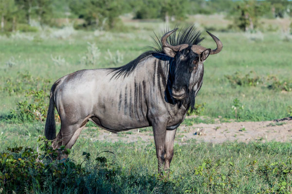 Blue Wildebeest, Gnu, Fotoreise Uganda