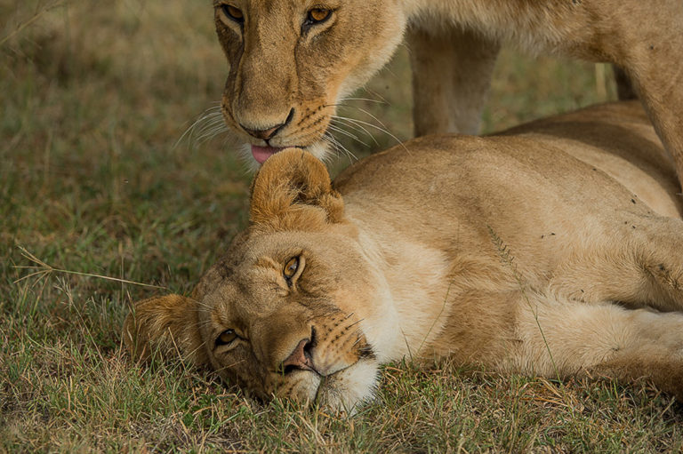 Fotoreise Kenia, Löwenliebe, Fotografie