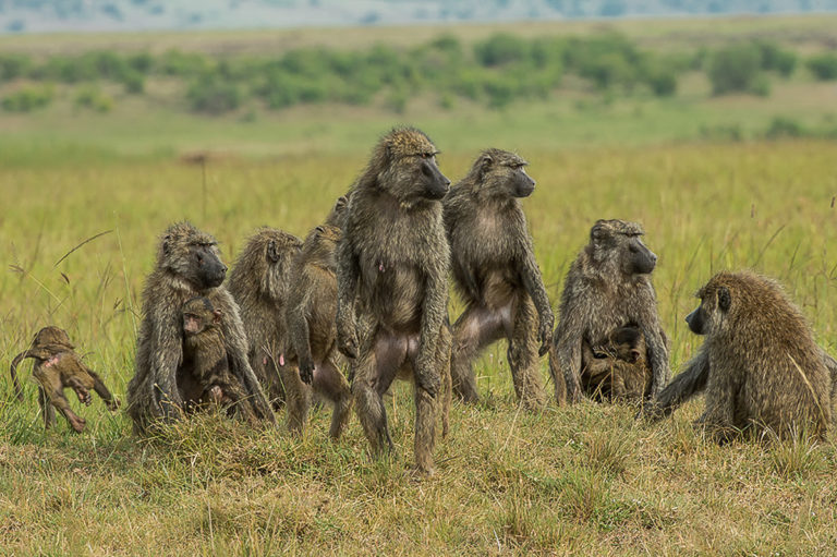 Fotoreise Kenia, Pavian Familie, Masai Mara