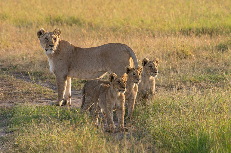 Fotoreise Kenia, Löwin mit Jungen, Masai Mara
