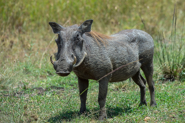 Fotosafari Kenia, Tierfotografie, Afrika, Warzenschwein