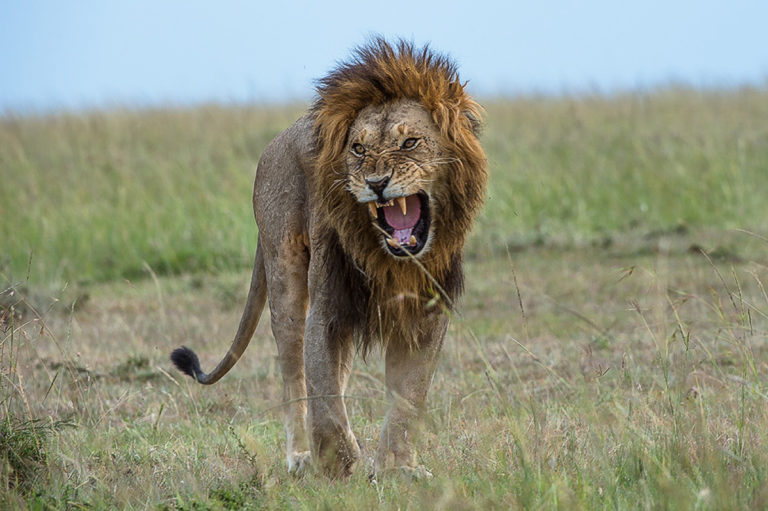 Fotoreise Kenia, Löwenmännchen, Masai Mara