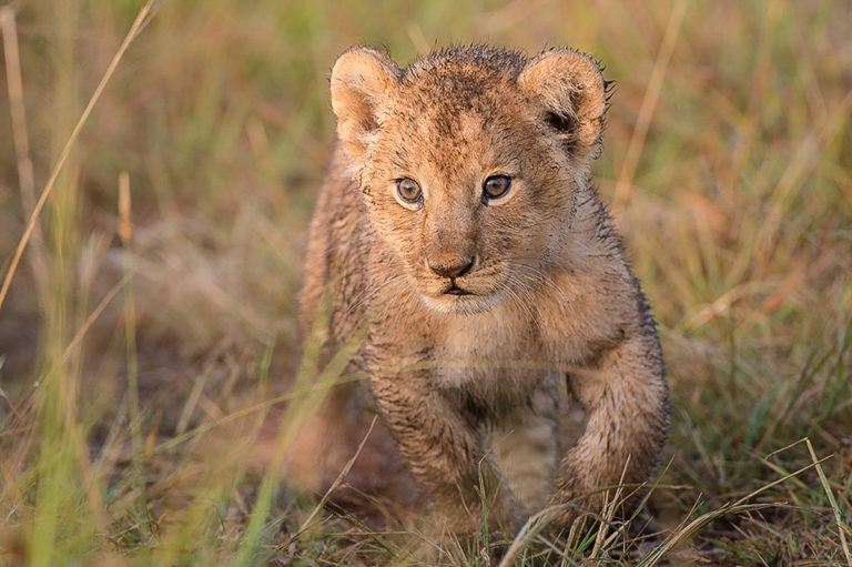 Fotosafari Kenia, Löwenbaby