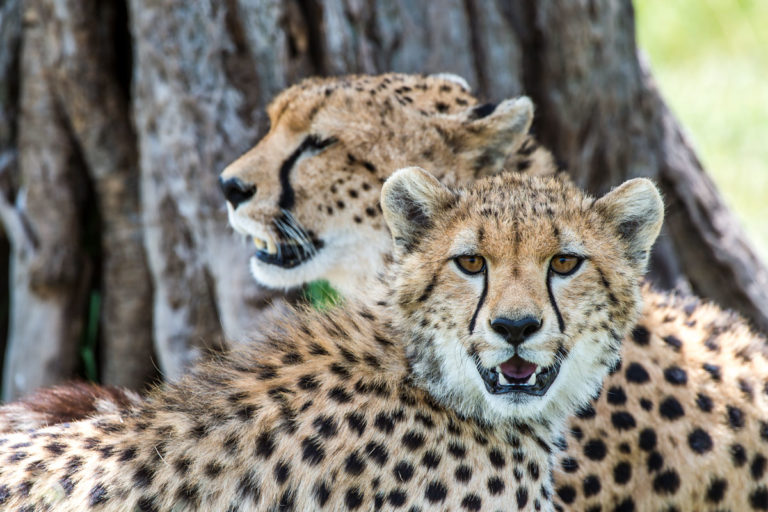 Fotoreise Kenia, Geparden Masai Mara