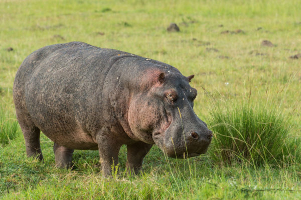 Fotoreise Kenia,Hippopotamus Flusspferd, Afrika,