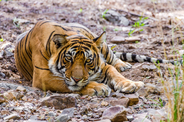Fotoreise Bengaltiger, Indien, schlafender Tiger