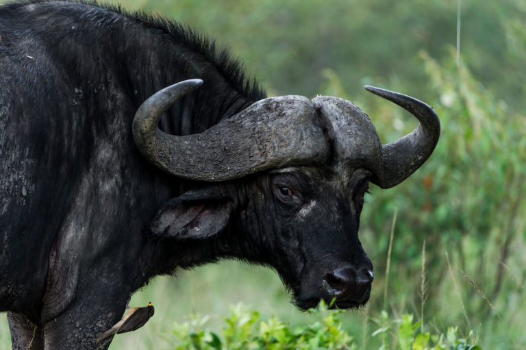 Fotoreise Kenia, Kaffernbüffel, mit Photofascination.ch