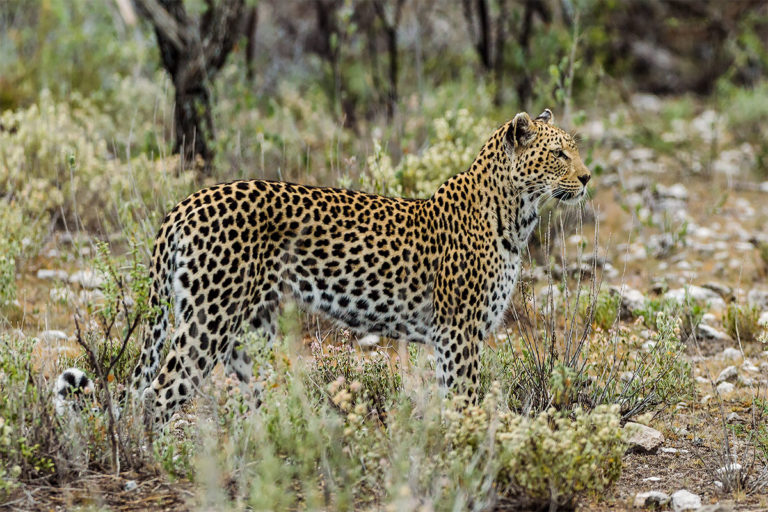 leopard etosha namibia