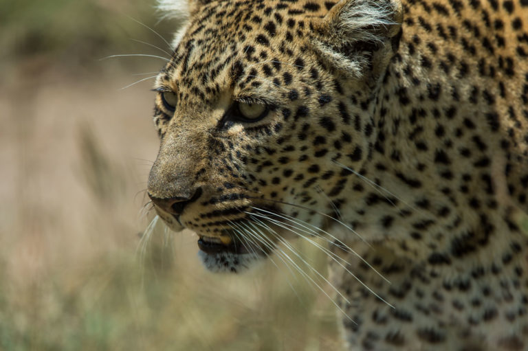 Fotoreise Kenia, Leopardin Nahaufnahme