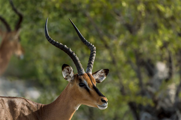 Schwarznasen Impala, Fotoreise Uganda