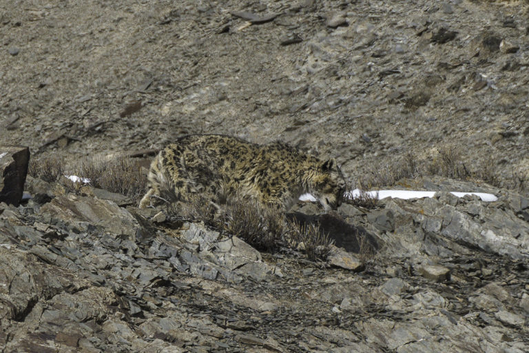 Schneeleopard auf Futtersuche in Ladakh