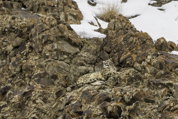 42 schneeleoparden ladakh