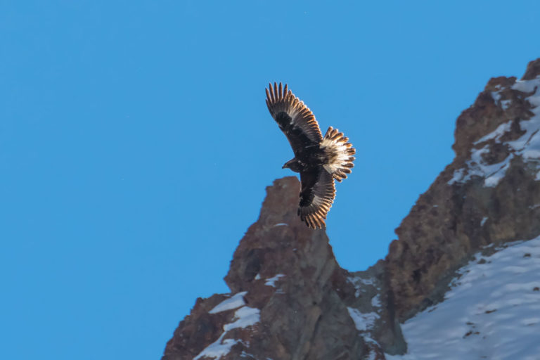 Steinadler, Golden Eagle im Flug