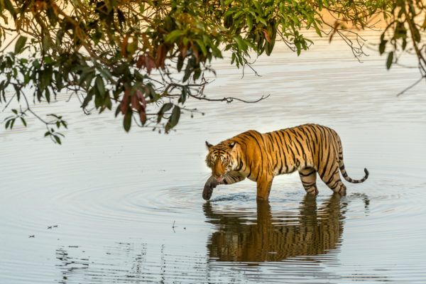 Fotoreise Bengaltiger, Indien, Tigerin, Arrowhead