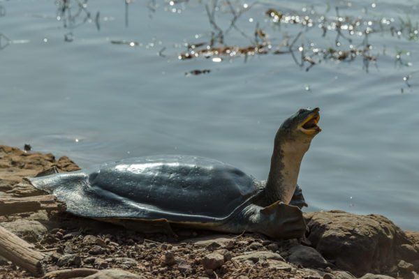 Leder-Schildkröte, Indien, Fotoreise Bengaltiger