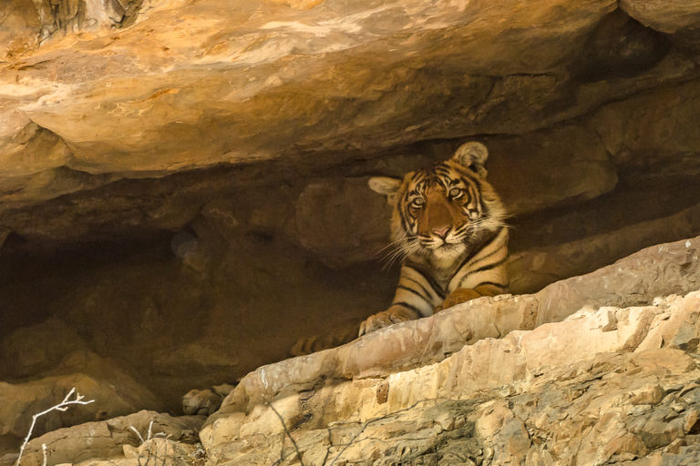 Fotoreise Bengaltiger, Indien, Junges Tigerbaby