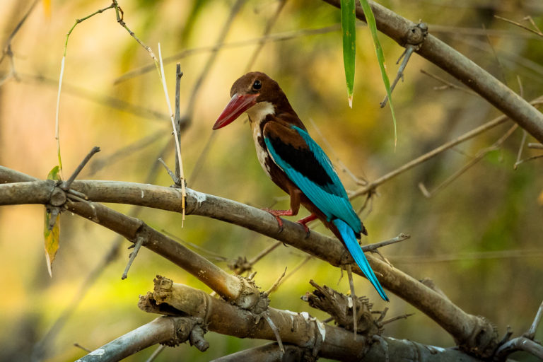 Kingfisher, Eisvogel, Indien