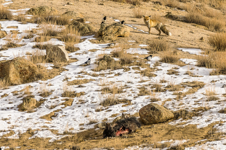 Schneeleopard mit Yak und Fuchs, Ullay, Ladakh