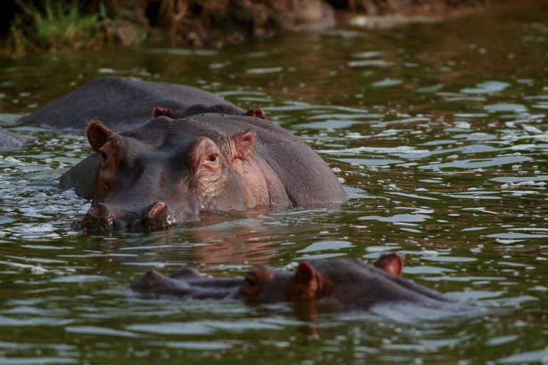 Hippopotamus Flusspferd, Fotoreise Uganda, Afrika