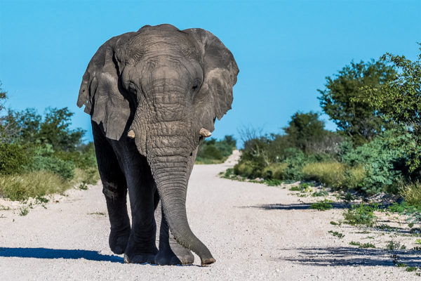 Fotoreise Tansania, Elefant