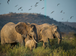 Fotoreise Kenia, Elefanten auf Wanderung