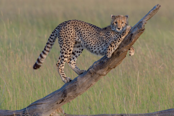 Fotoreise Kenia, Gepard stretching