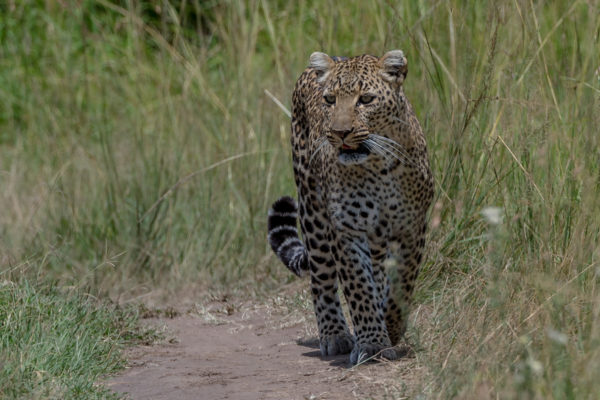 Fotoreise Kenia, Leopard auf der Jagd