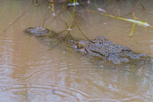 wildlife sri lanka krokodil