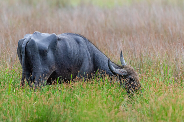 wildlife sri lanka wasserbüffel