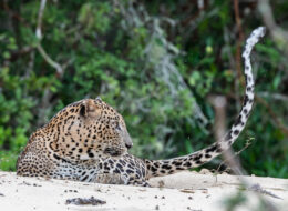 wildlife sri lanka leopard