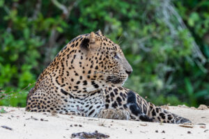 wildlife sri lanka leopard