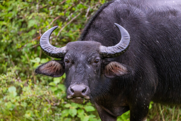 wildlife sri lanka wasserbüffel