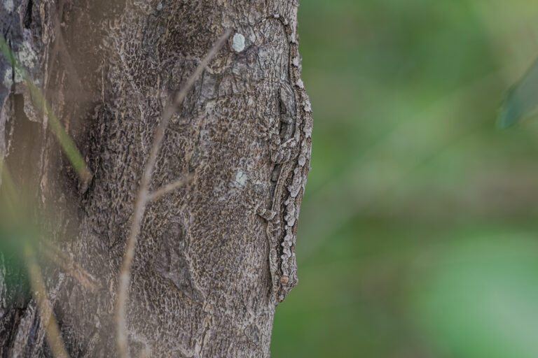 wildlife sri lanka rindengecko
