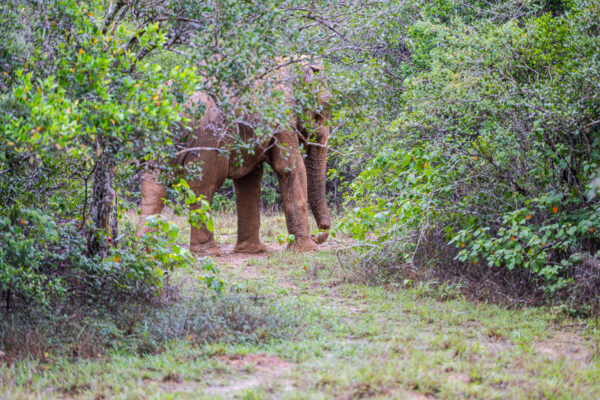 wildlife sri lanka asiatischer elefant