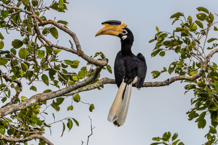 hornvogel zentralafrika