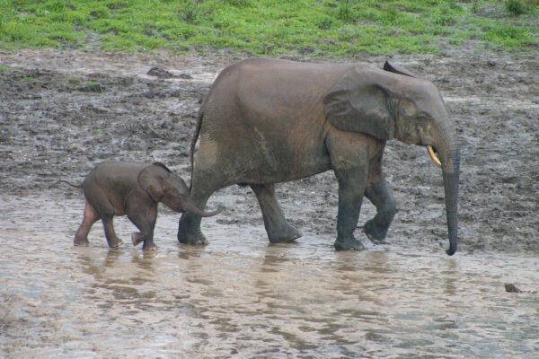 elefanten am bai zentralafrika