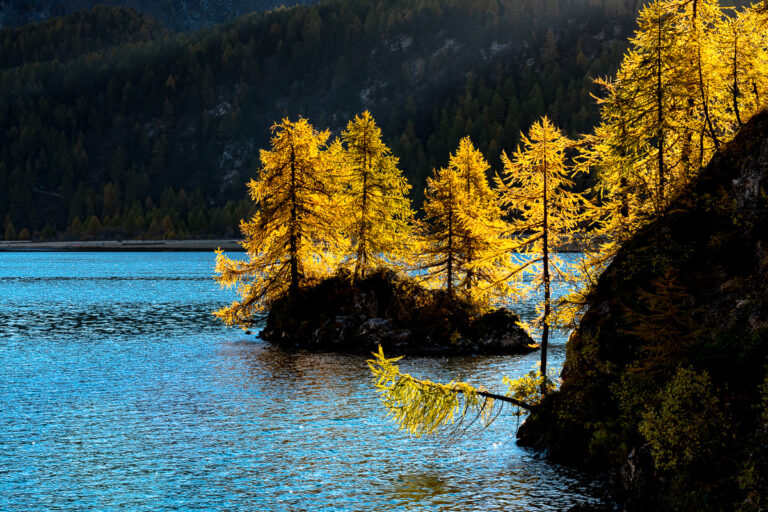 Engadin, goldener Herbst, Silsersee