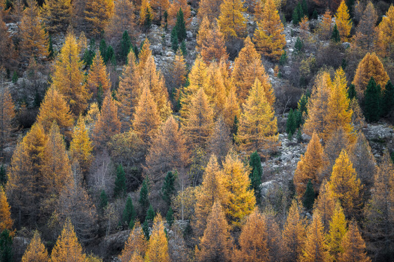 Engadin, goldener Herbst, Val Bever