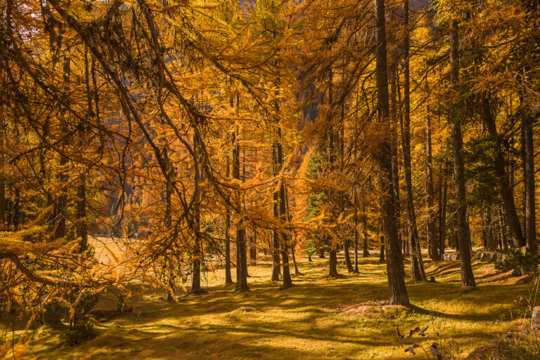 Engadin, goldener Herbst, Val Bever